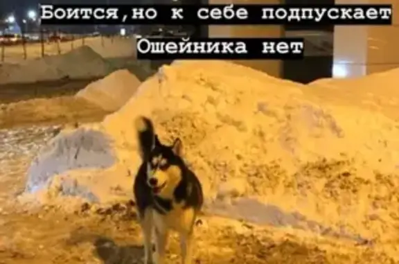 Пропала собака в Казани.