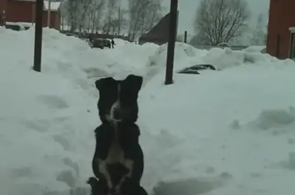 Пропала собака в Крутой, Нижегородская обл.