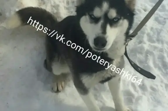 Найдена собака Хаски в Саратове, район Феро/Караван