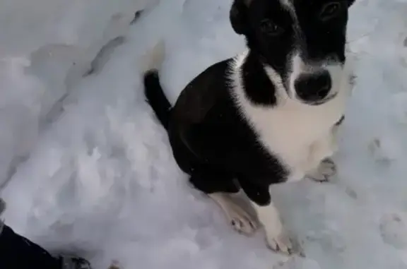 Найдена собака в микрорайоне Красный Городок, Оренбург