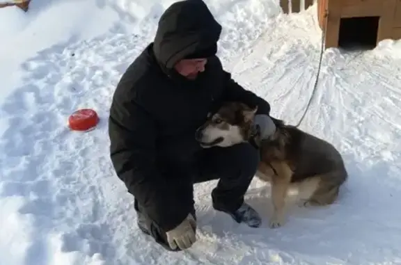 Пропала собака Бакс в Краснокамске