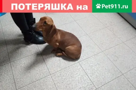 Найдена собака в Фокинском районе, ищем хозяина