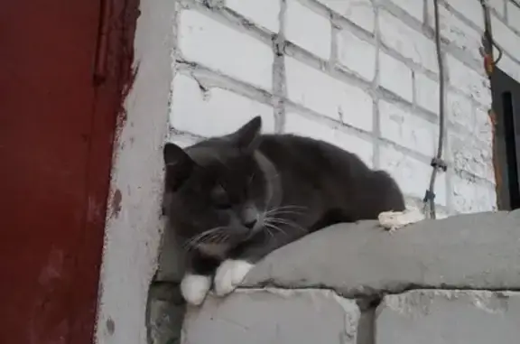 Кошка найдена в Фокинском районе