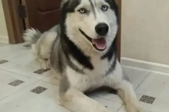 Пропала собака Хаски в Котласе, Архангельская область