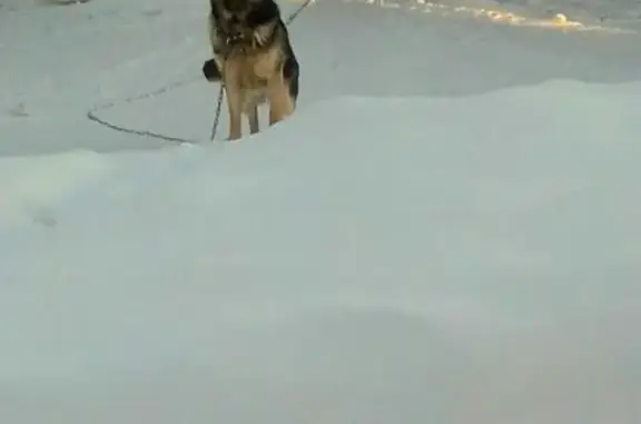 Пропала собака в ХМАО, Советский район
