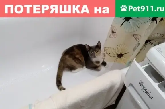 Пропала кошка: Ульяновская ул. 10, Руза.