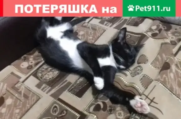 Пропала кошка Саня на улице Пушкина 44!