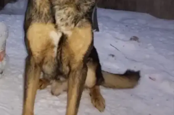 Пропала собака в поселке Акбулак, Оренбургская область