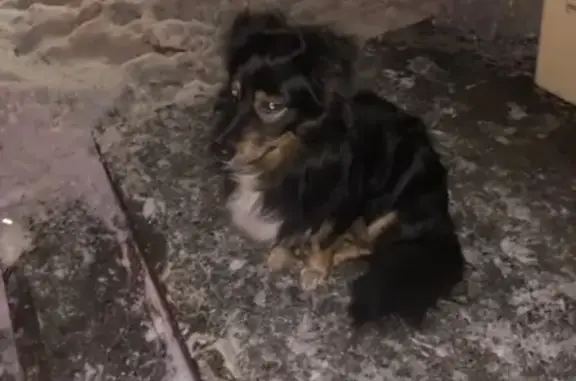 Собака на Героев Североморцев, Мурманск.