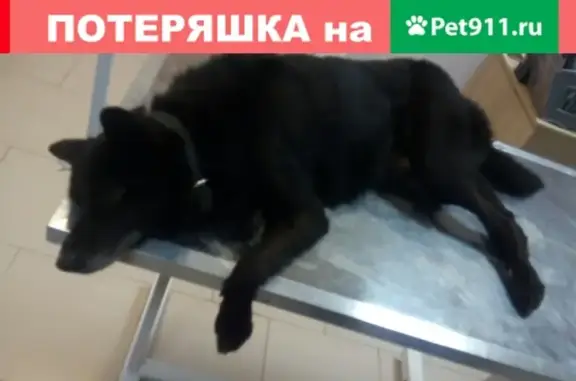 Найдена собака в Фокинском районе Брянска!