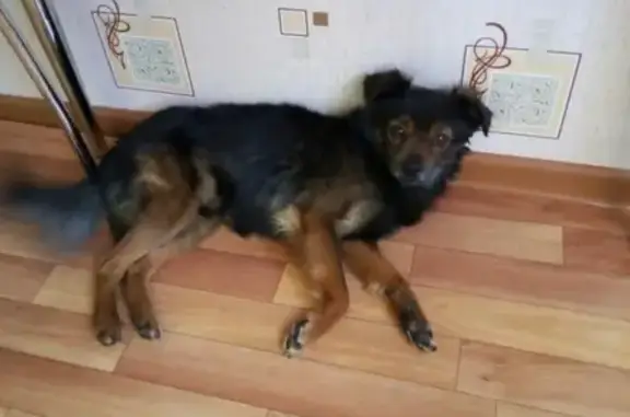 Найдена собака в Берёзовке, Красноярск
