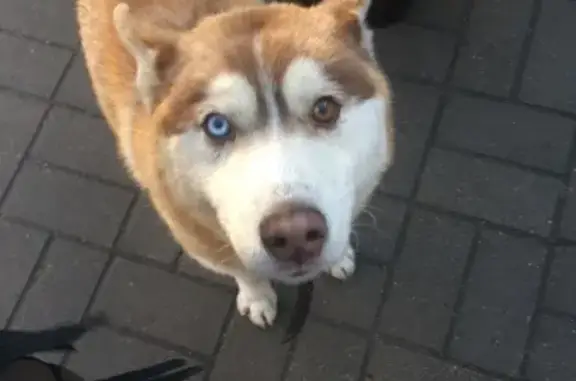 Собака на Проспекте Победы, Калининград