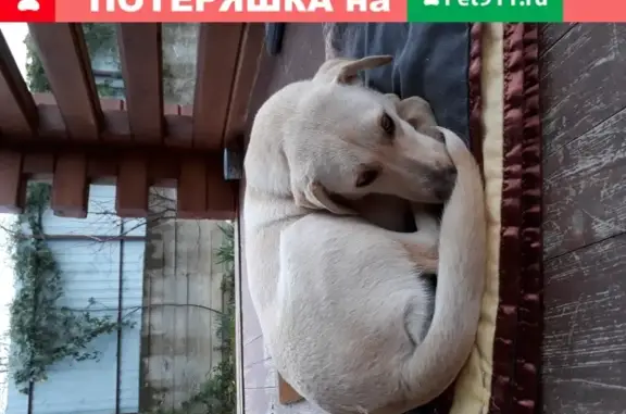 Собака найдена в Сочи на ул. Горького.