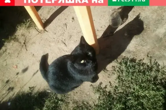 Найден черный кот в Костроме с искривленными лапками
