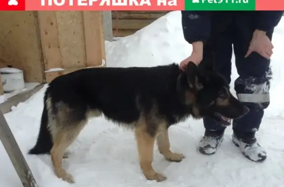 Найдена собака в районе площади Коминтерна, Киров, Россия