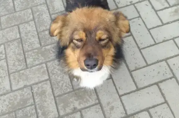 Найден умный пес в Краснодаре!