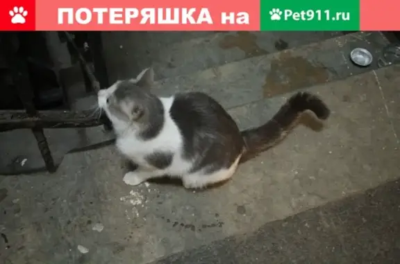 Найдена кошка на Адмиралтейском проспекте в СПб