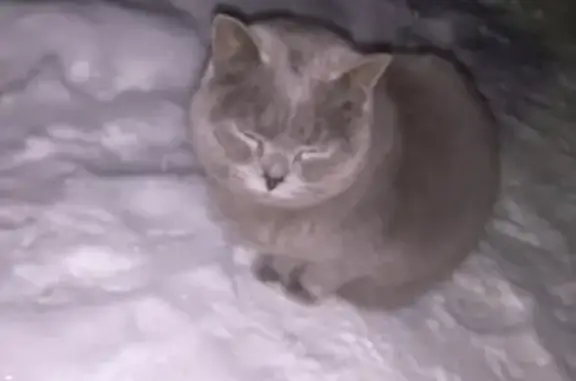 Найдена кошка на Ленинградском, р-н шк. 93