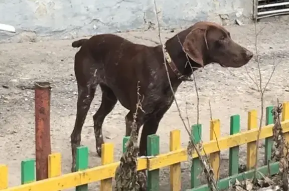 Найдена охотничья собака на ул. Свободы