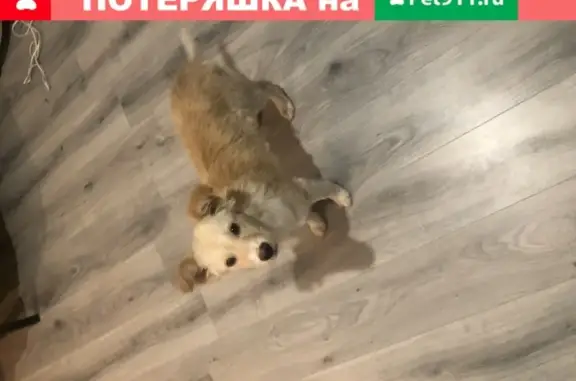 Собака найдена на станции Крюково, Зеленоград.
