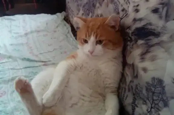 Кошки потеряшки, деревня Заитово, фото: Потеряшка кот Пусик в Заитово, Башкортостан.