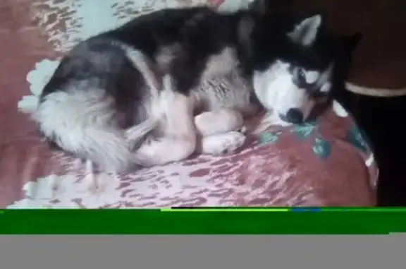 Пропала собака в Улус-Мозжухе, Хаски с голубыми глазами