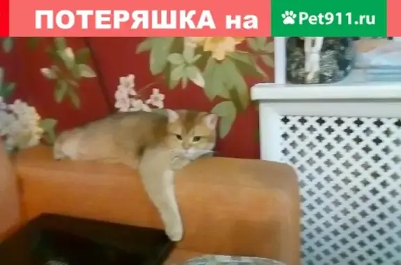 Пропал кот в Мурманске, ул. Папанина, 23