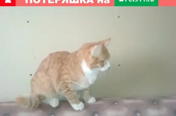 Потерян рыжий кот на Короленко в РМЗ, ищем хозяина