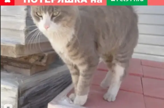 Пропала кошка Мурзик, район Героев Самотлора, дом 24