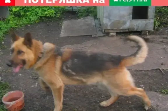 Пропала собака в Скопине: восточно-европейская овчарка Мухтар, на шеи цепочка.