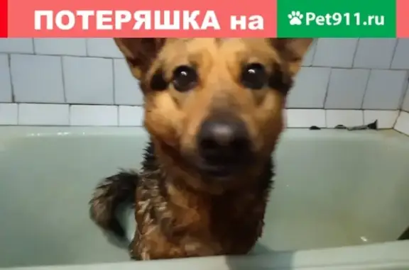 Найдена собака на переходе у метро пр. Ветеранов
