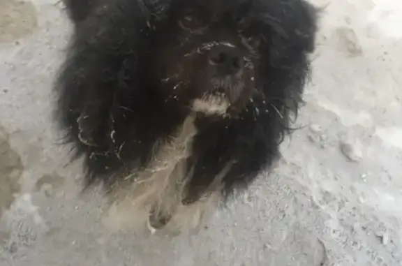 Найдена собака на Большой подгорной, помесь пекинеса, без ошейника, нужен дом.