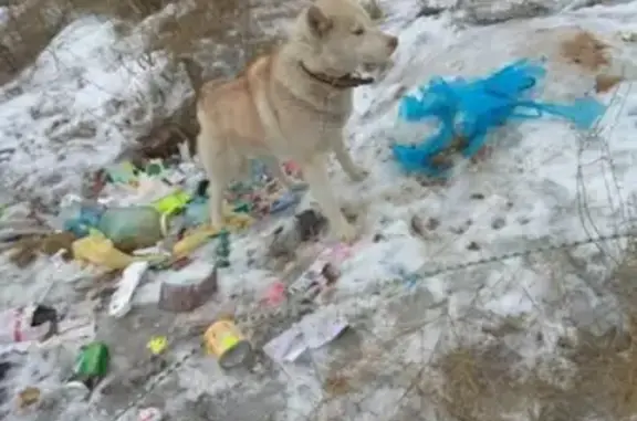 Пропала собака Дина в Камышине, нужна помощь!