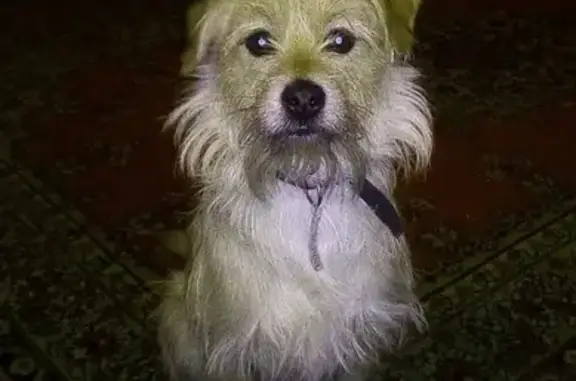 Пропала собака в Перми