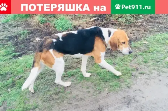 Найдена собака в Краснодаре, ищем хозяев.