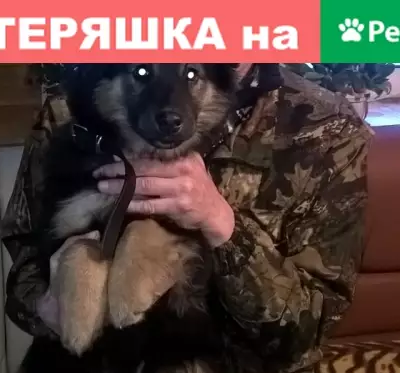 Найден щенок в Санкт-Петербурге