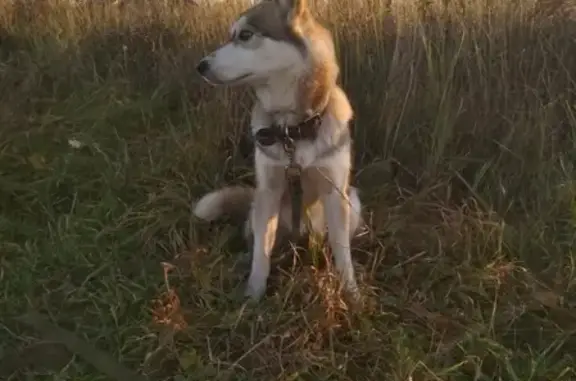 Пропала собака Хаси в Кимовске