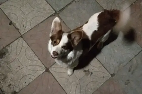 Пропал пёс Джек в Новороссийске, помогите найти!