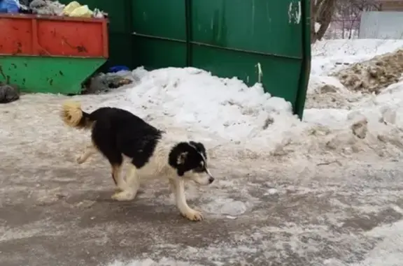 Найдена собака в Мытищинском р-не, д. Жостово