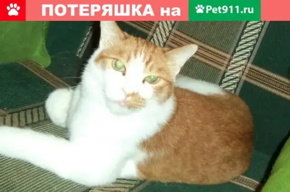 Пропал кот Кузя на ул. Кирова 34, Ивановская обл.