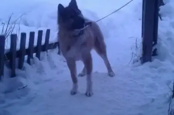 Пропала собака Амур в Красновишерске