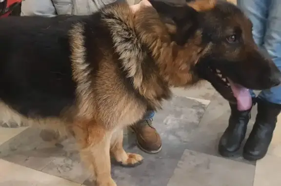 Собака найдена во Фрунзенском районе, ищем хозяина!
