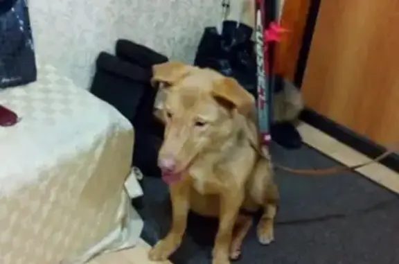 Найдена рыжая собака в В.Пышме