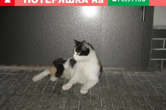Найдена молодая кошка на улице Жукова