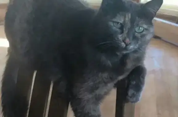 Кошки потеряшки, посёлок Новодорожный, фото: Потеряшка кошка Василиса в Новодорожном