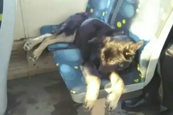 Собака с ошейником в трамвае в Ульяновске