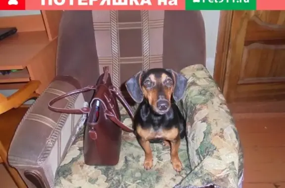 Пропала собака в Орле, помесь таксы с фоксом, 09.02.2019