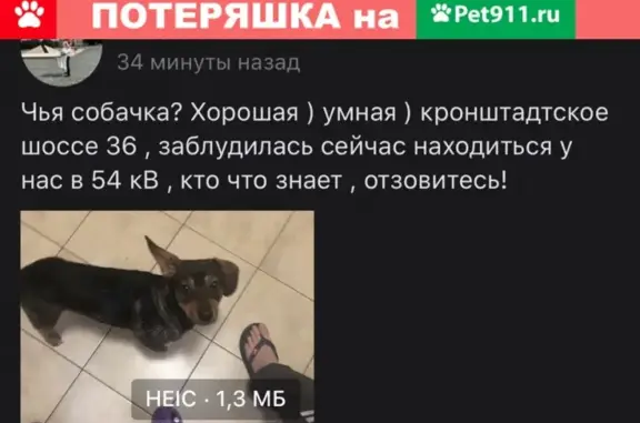 Найдена собака на Крон-шоссе 36 в Санкт-Петербурге
