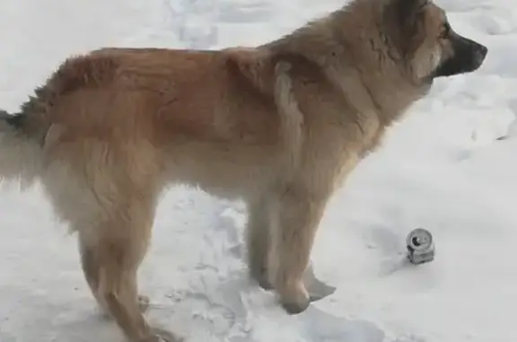 Найдена собака на ул. Юрия Двужильного 10