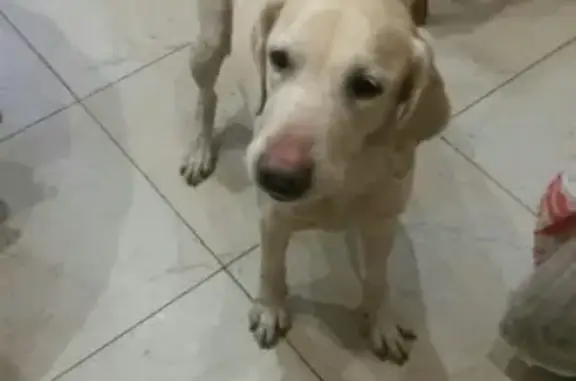 Найдена собака в Твери, лабрадор